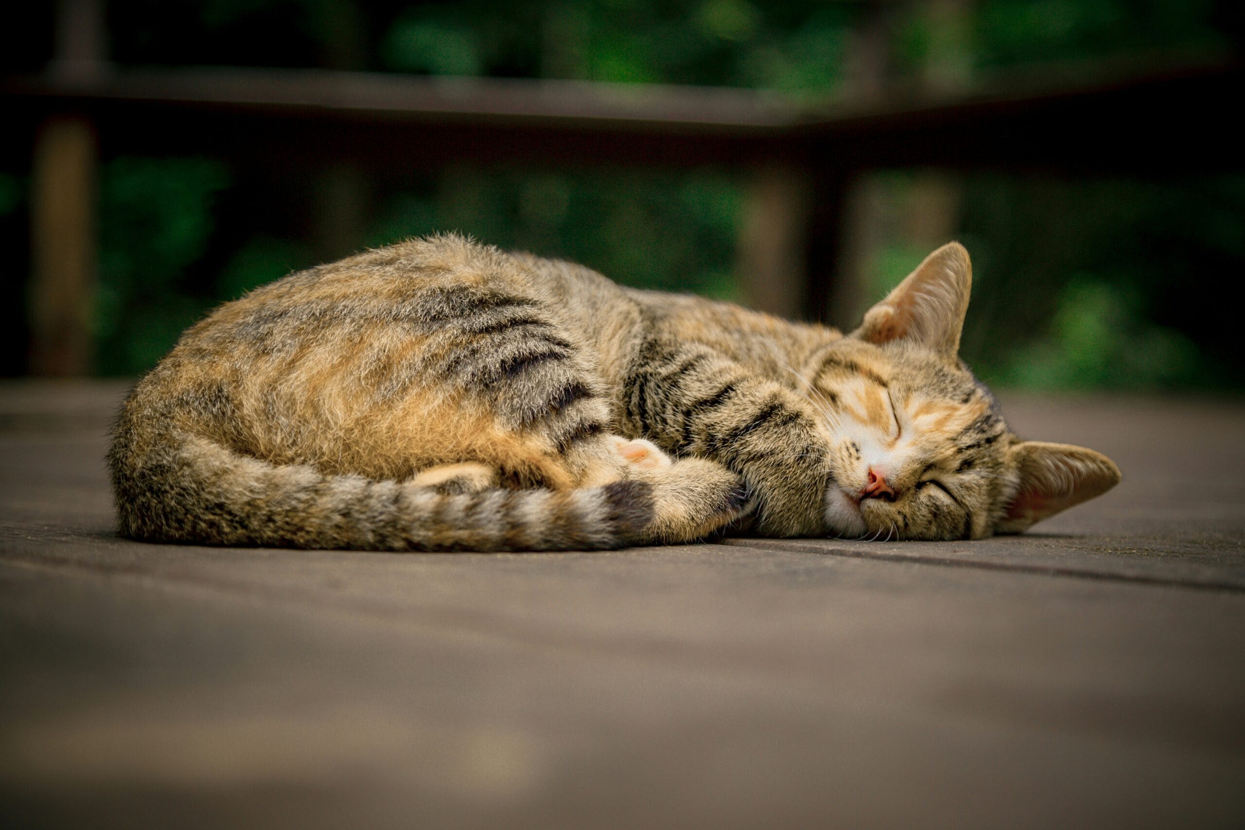 Cat resting calmly, relevant to monitoring breathing patterns for feline asthma