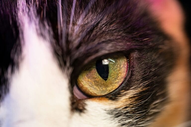 Close-up of a cat's eye, relevant since hypertension can cause sudden vision changes and retinal damage in cats
