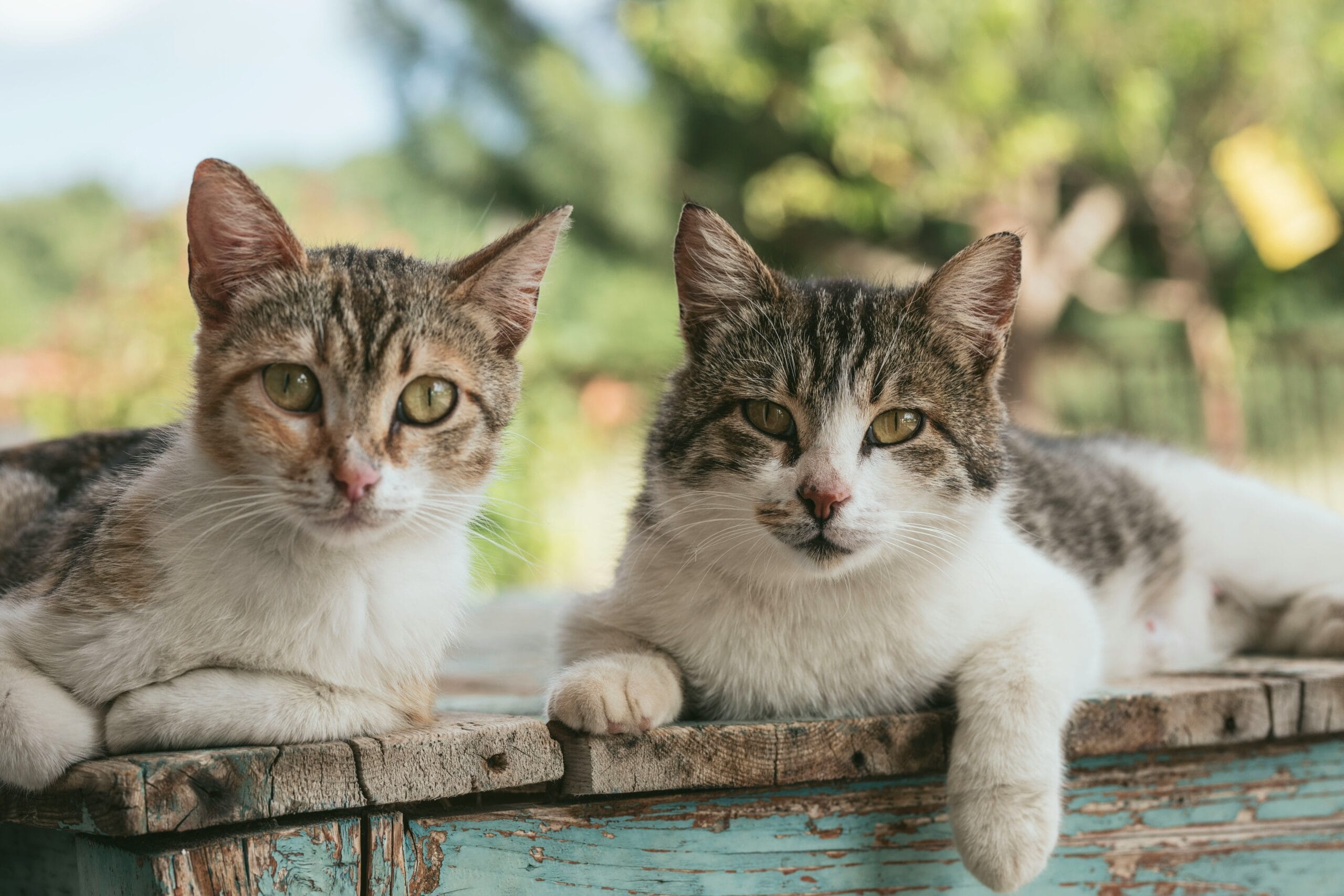 Two cats sitting close together, relevant to how feline leukemia virus spreads between cats