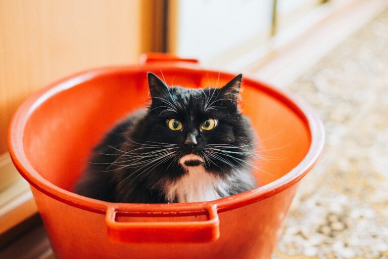 Cat near its litter box, relevant to monitoring urination patterns for feline lower urinary tract disease