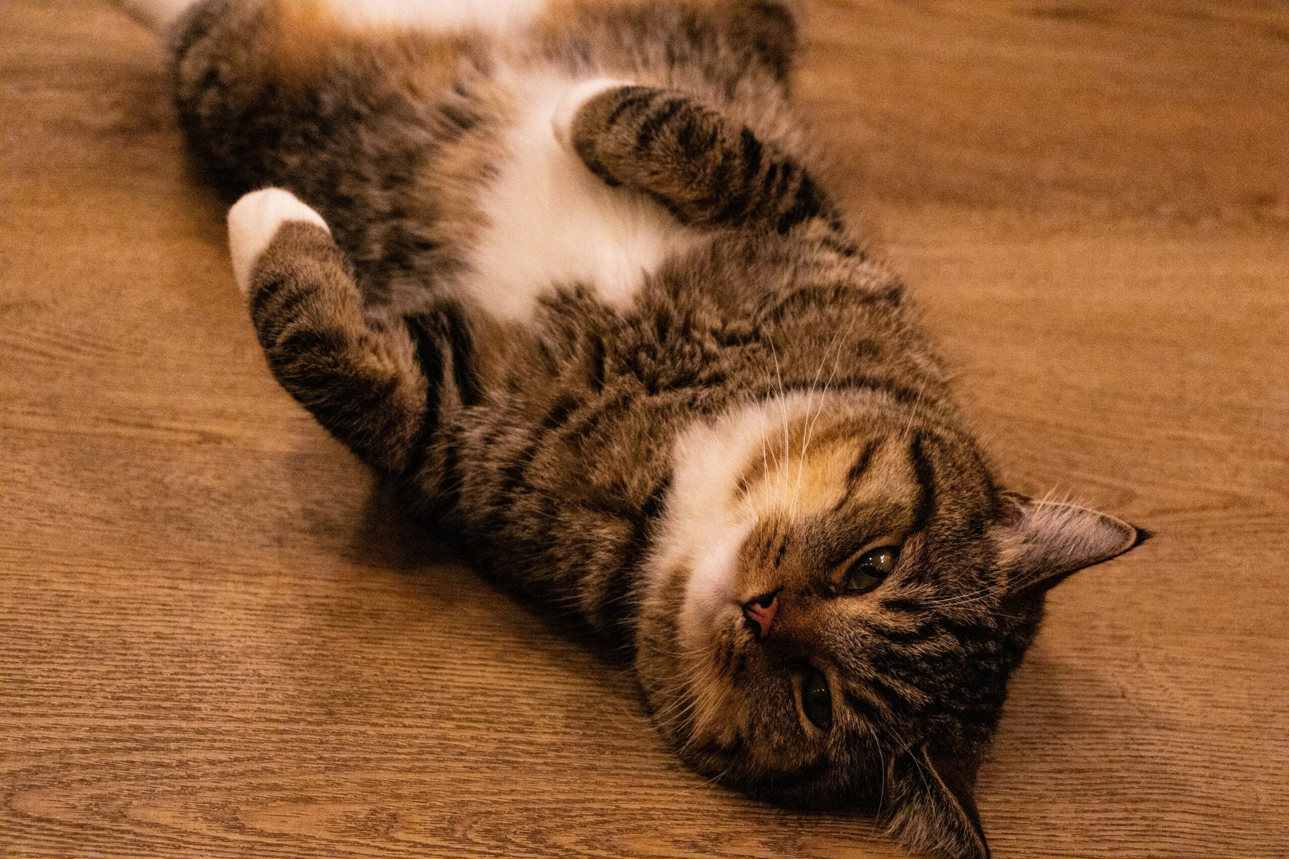 Cat resting at home, weight management being an important part of feline health