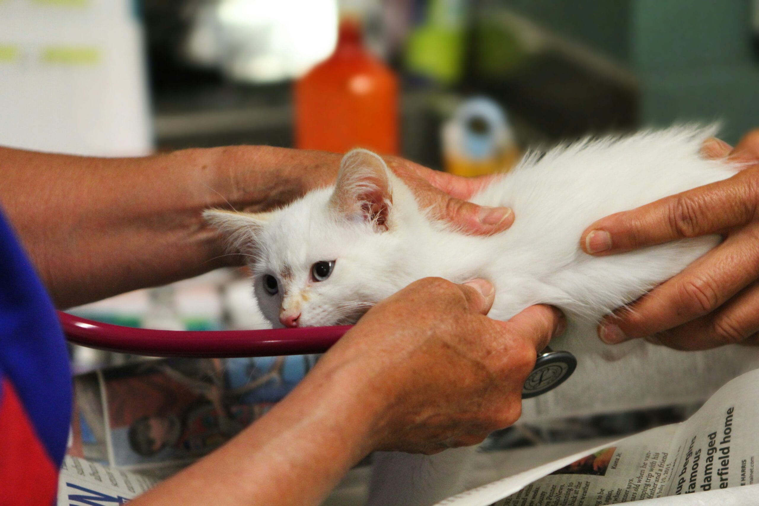 Kitten receiving a veterinary checkup, relevant to vaccination against feline panleukopenia