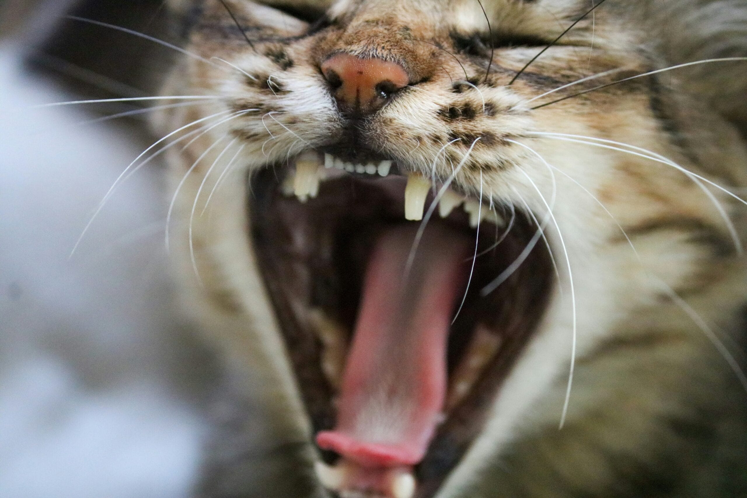 Cat with mouth slightly open, relevant to spotting oral pain from stomatitis