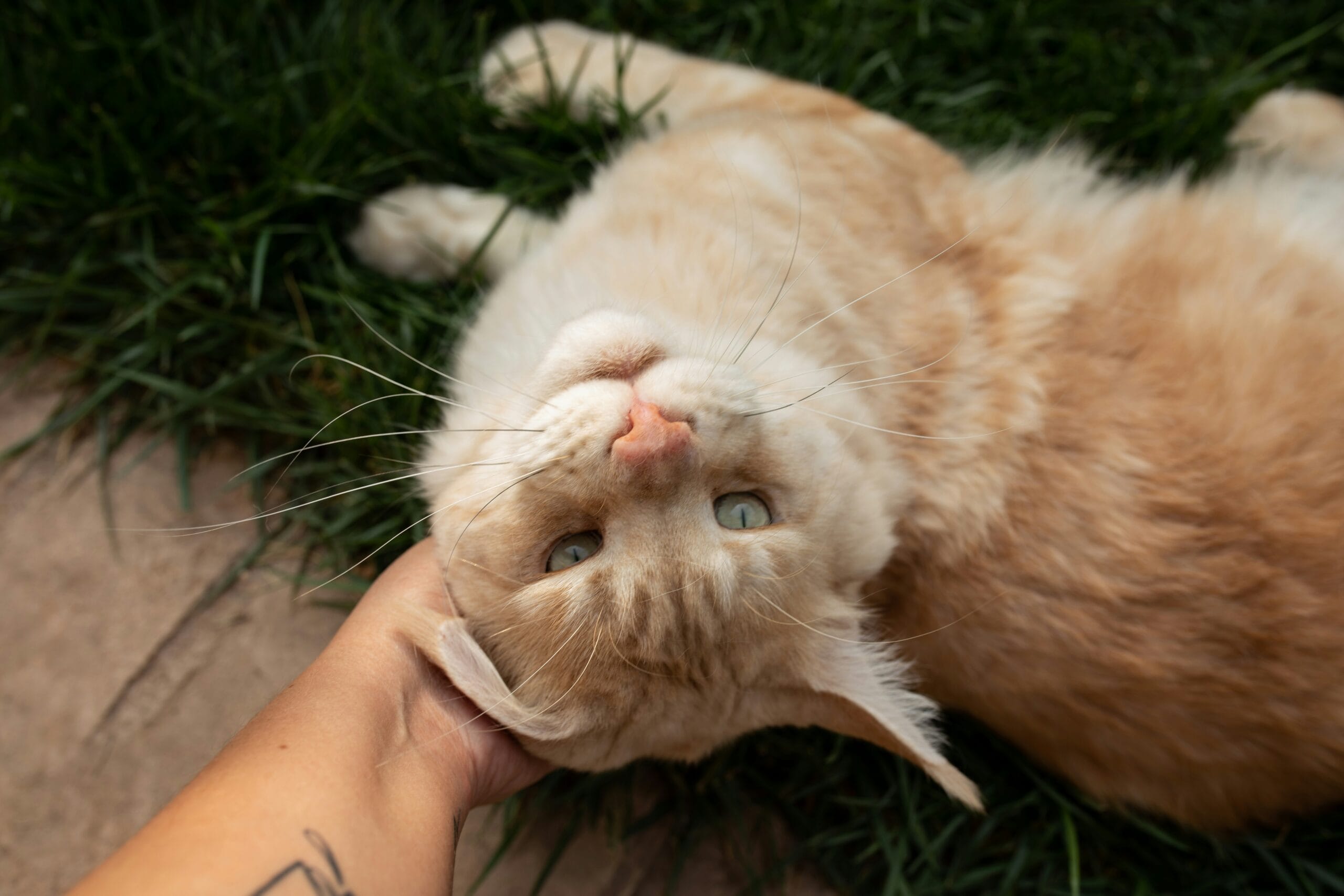Orange and white cat gently resting on a person's hand, a quiet moment of trust building