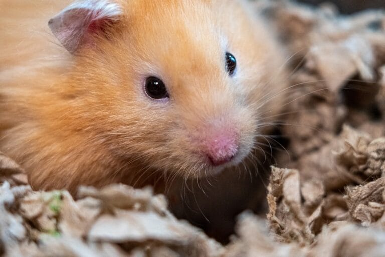 Brown hamster resting on a soft brown textile
