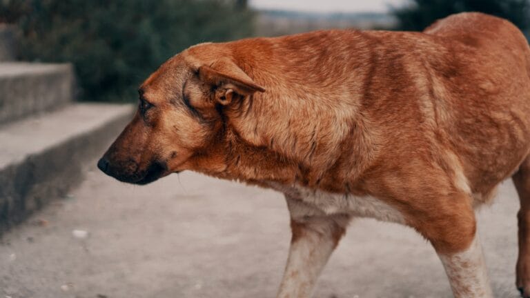 Large breed dog walking outdoors, the body type most commonly affected by hip dysplasia