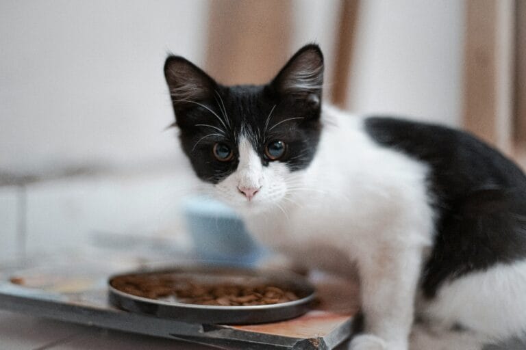 Cat eating from a food bowl, relevant to weight and appetite changes in inflammatory bowel disease