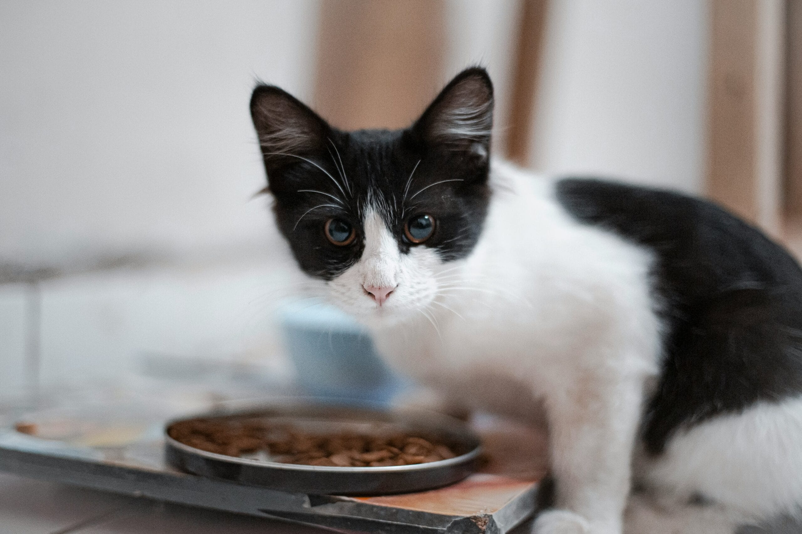 Cat eating from a food bowl, relevant to weight and appetite changes in inflammatory bowel disease