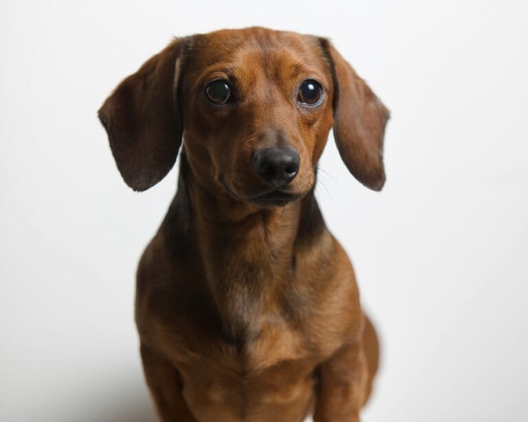 Dachshund dog, the breed most classically predisposed to intervertebral disc disease