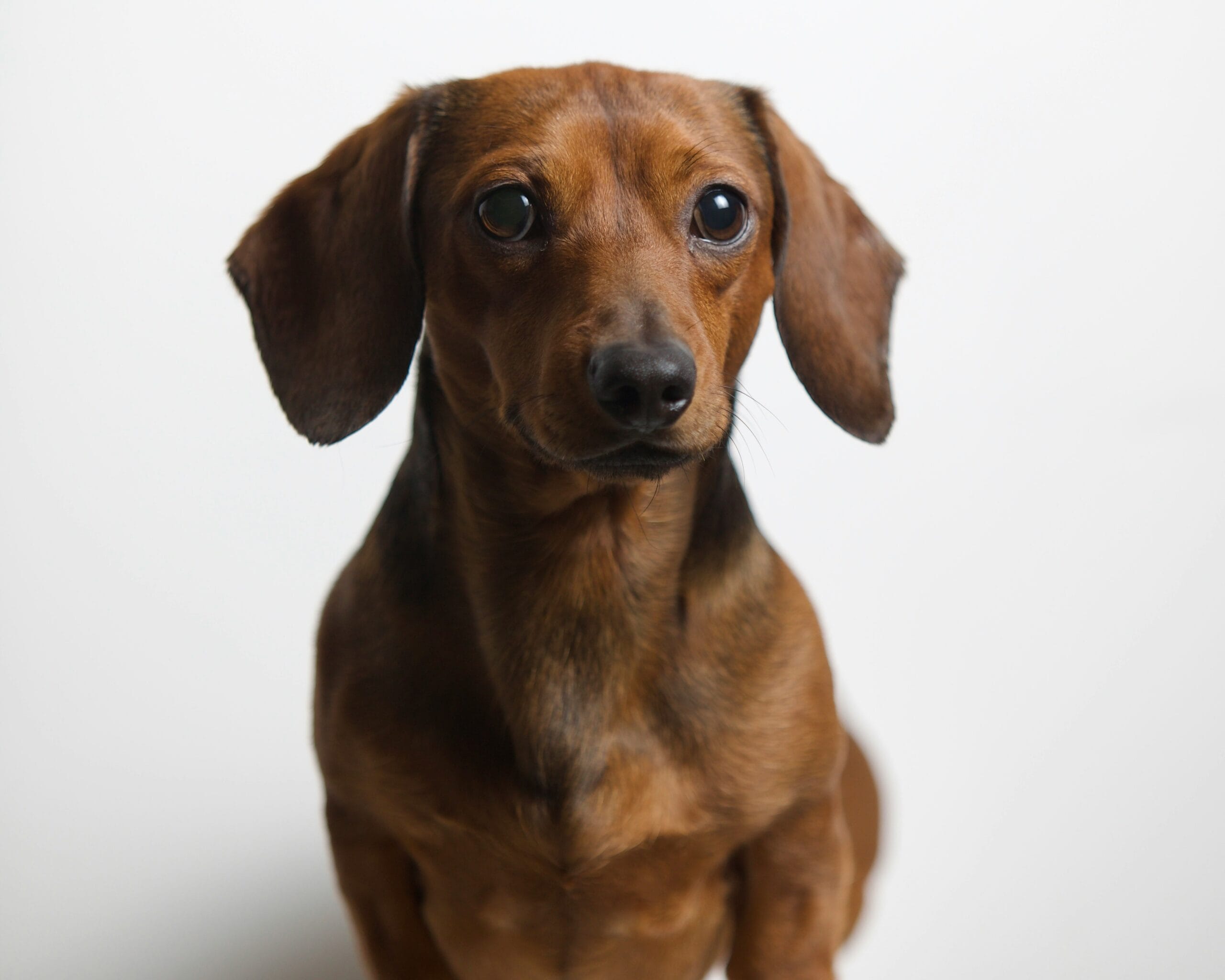 Dachshund dog, the breed most classically predisposed to intervertebral disc disease