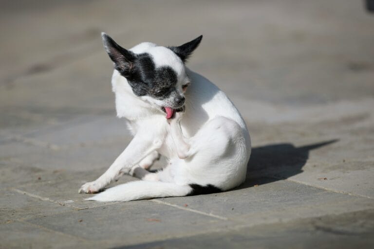 Dog licking its leg, the repetitive behavior that leads to lick granuloma