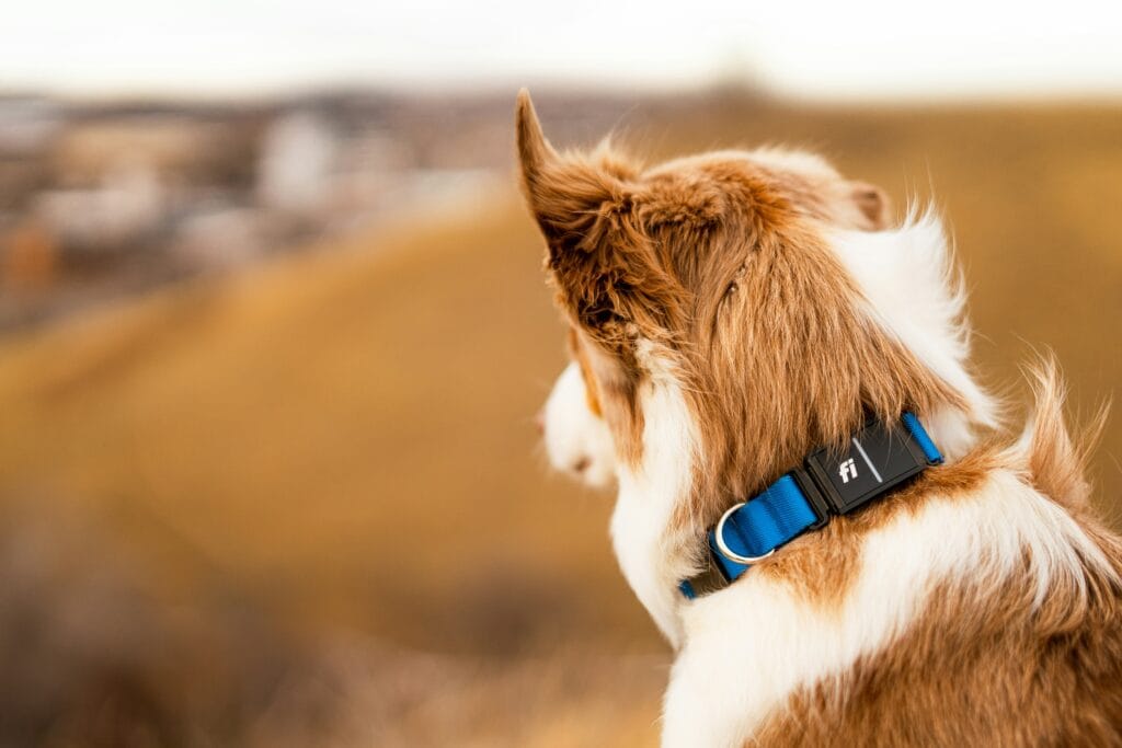 Dog on a forest trail, an environment where tick bites can transmit Lyme disease