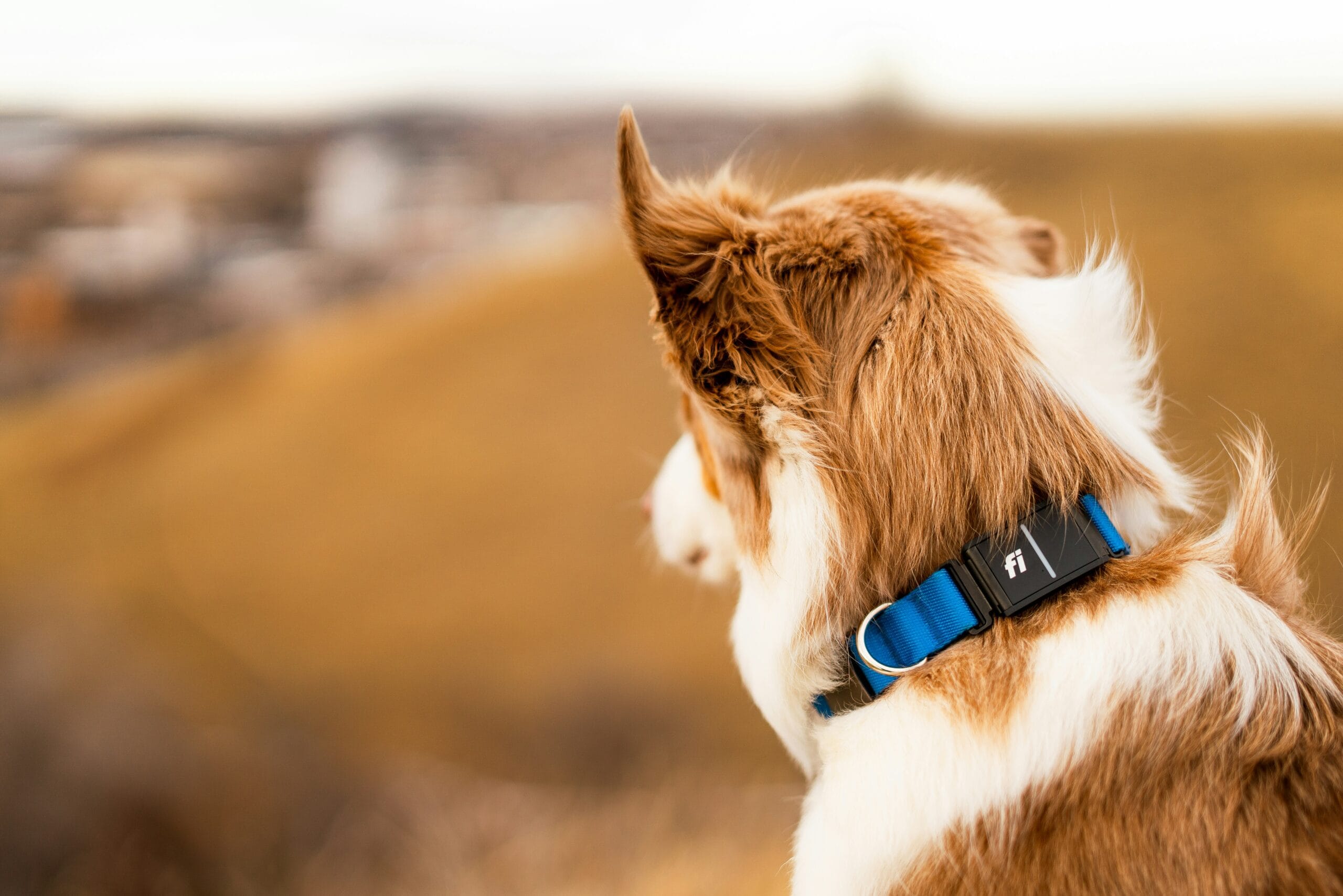 Dog on a forest trail, an environment where tick bites can transmit Lyme disease