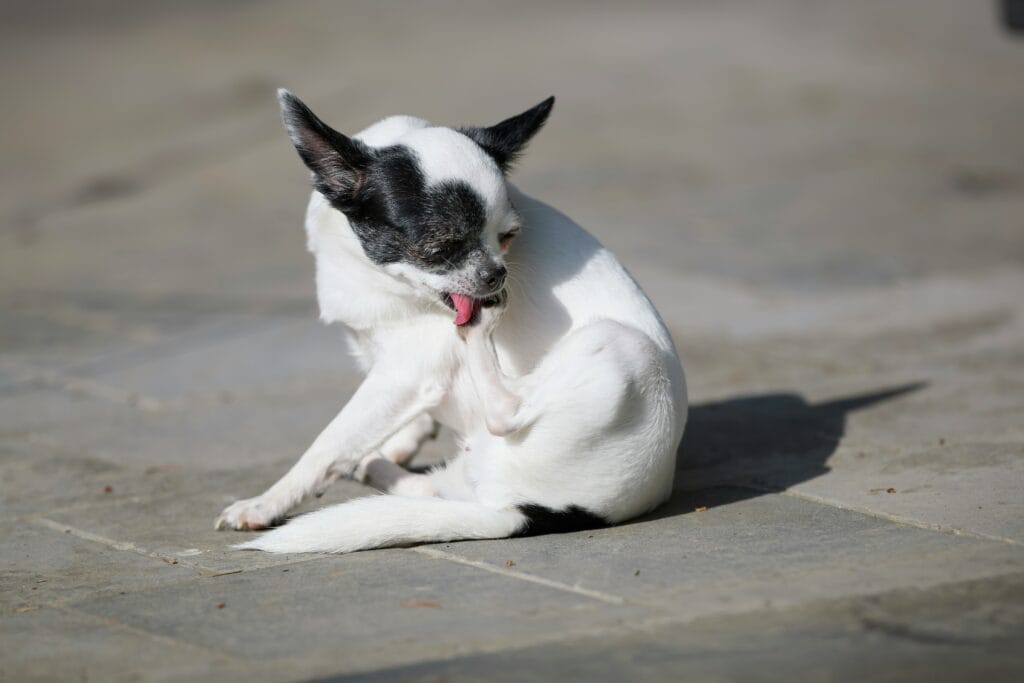 Dog scratching and grooming its leg, the intense itching characteristic of mange
