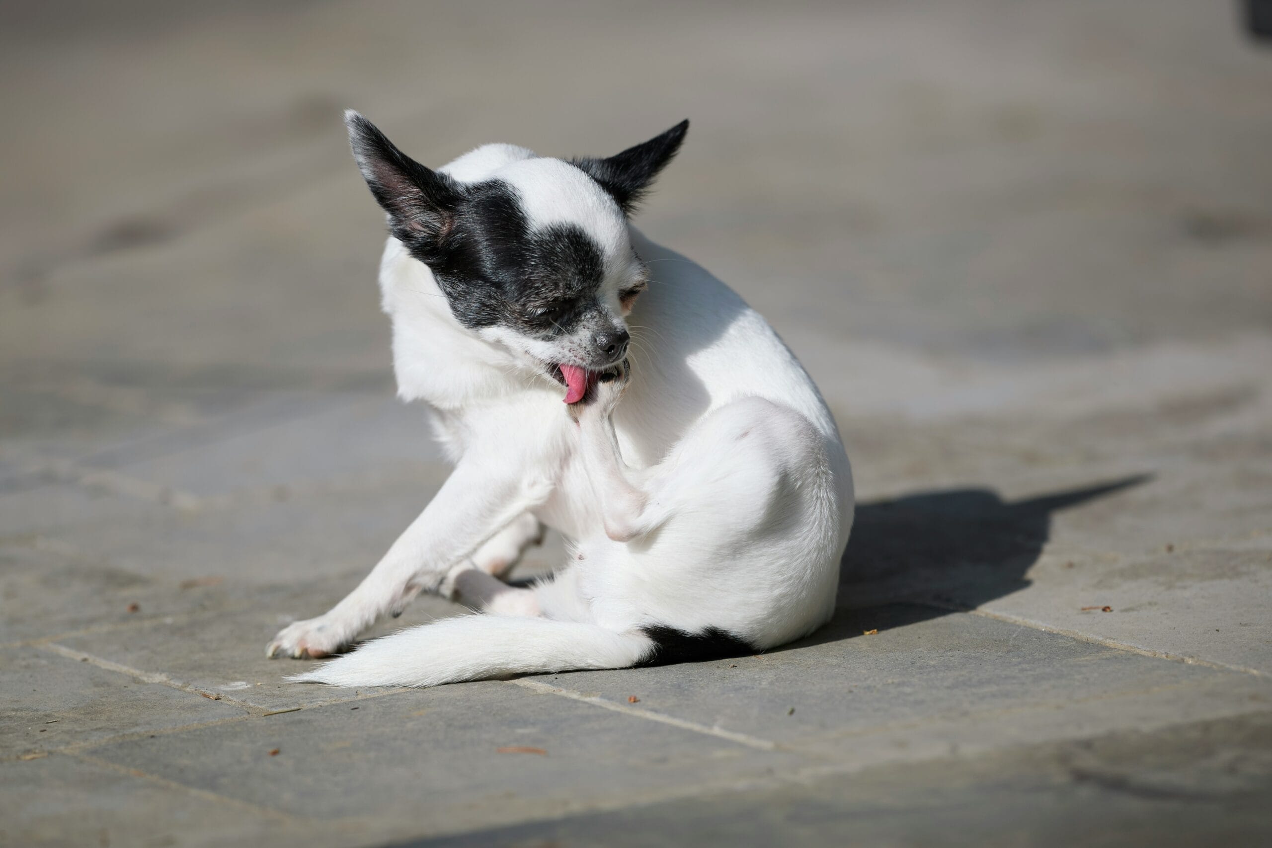 Dog scratching and grooming its leg, the intense itching characteristic of mange