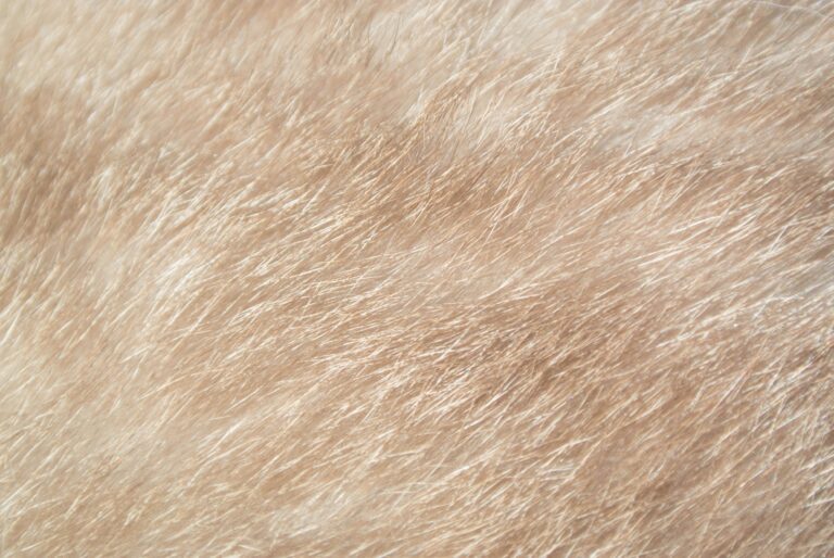 Close-up of a dog's fur and skin, relevant to checking for new lumps or growths