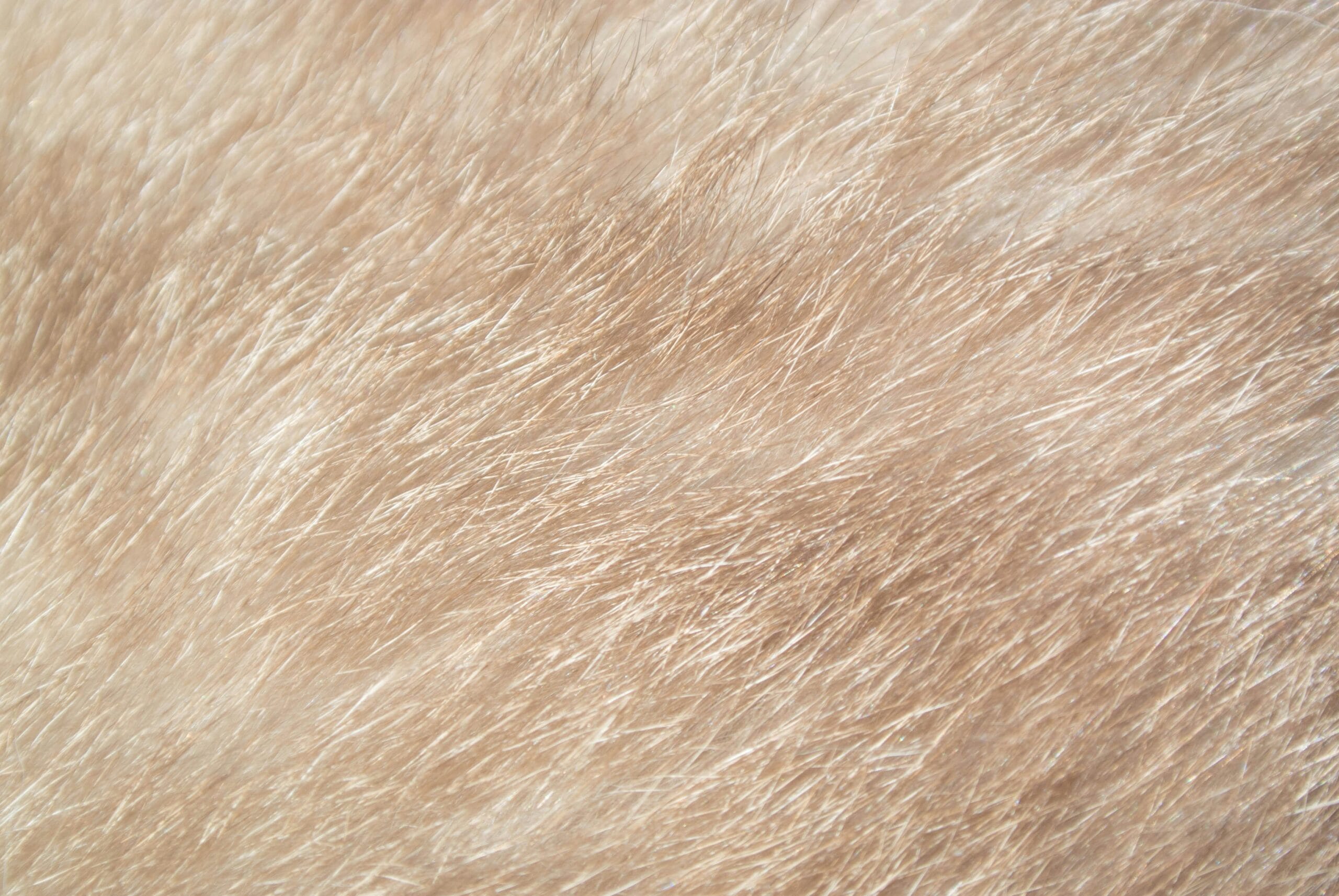 Close-up of a dog's fur and skin, relevant to checking for new lumps or growths