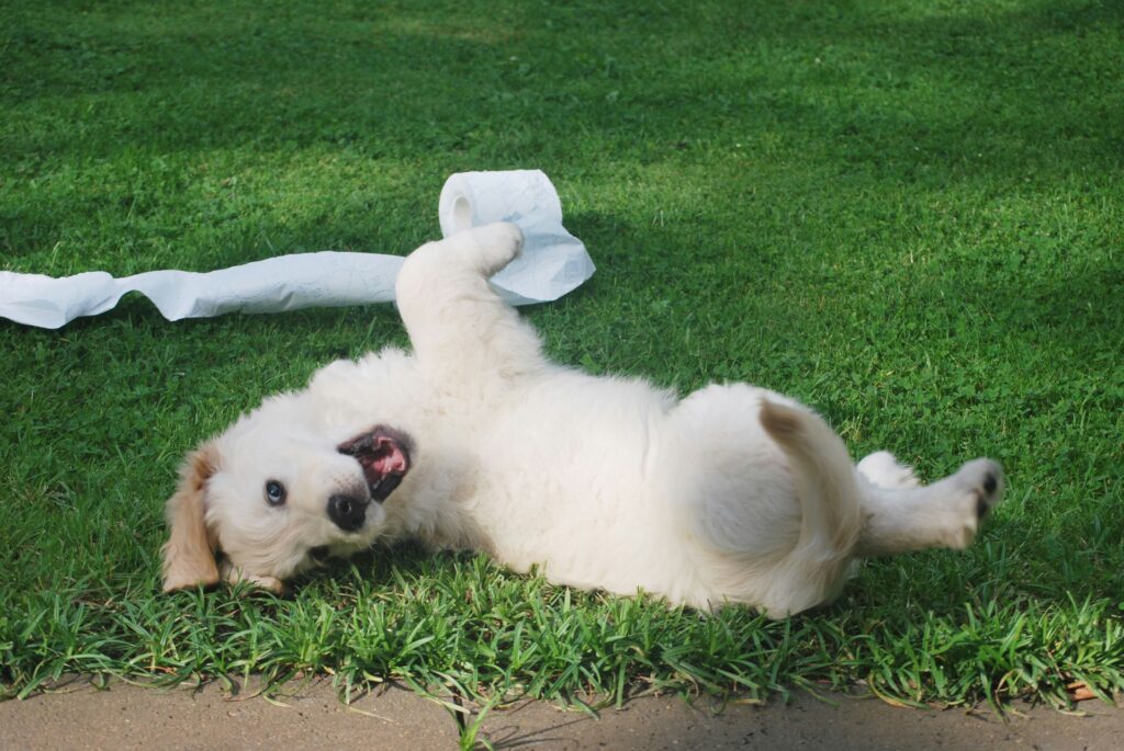 Playful young dog, capturing the energetic chaos of a puppy's first weeks at home