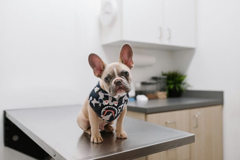 Dog receiving a veterinary checkup, relevant to rabies vaccination
