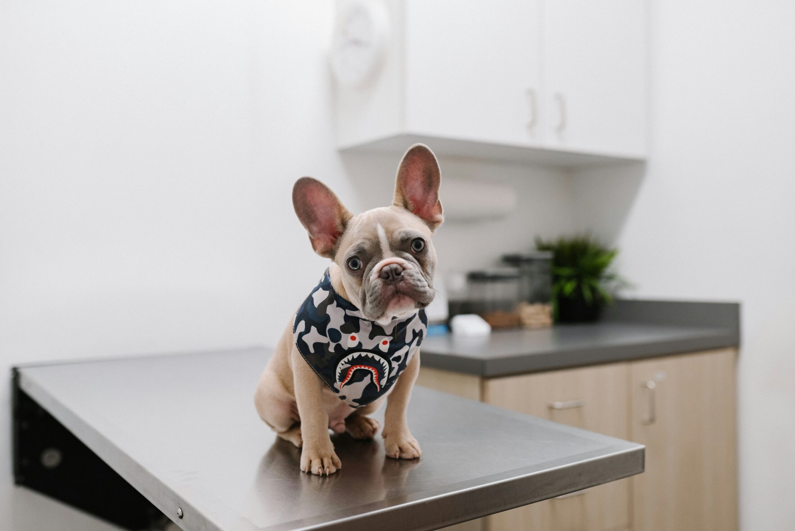 Dog receiving a veterinary checkup, relevant to rabies vaccination