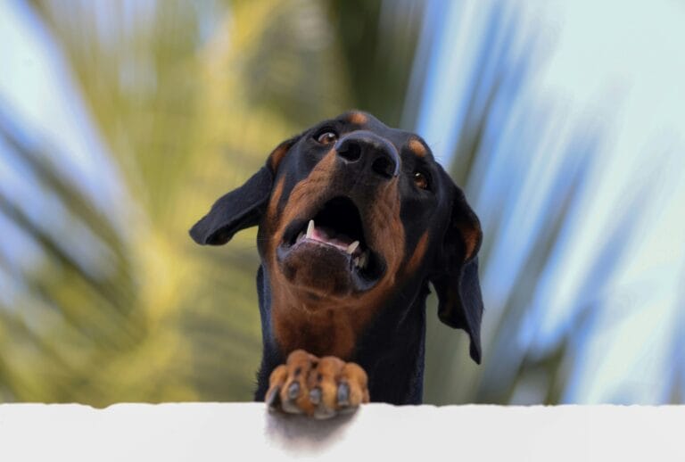 Doberman Pinscher dog, the breed most classically associated with Von Willebrand disease