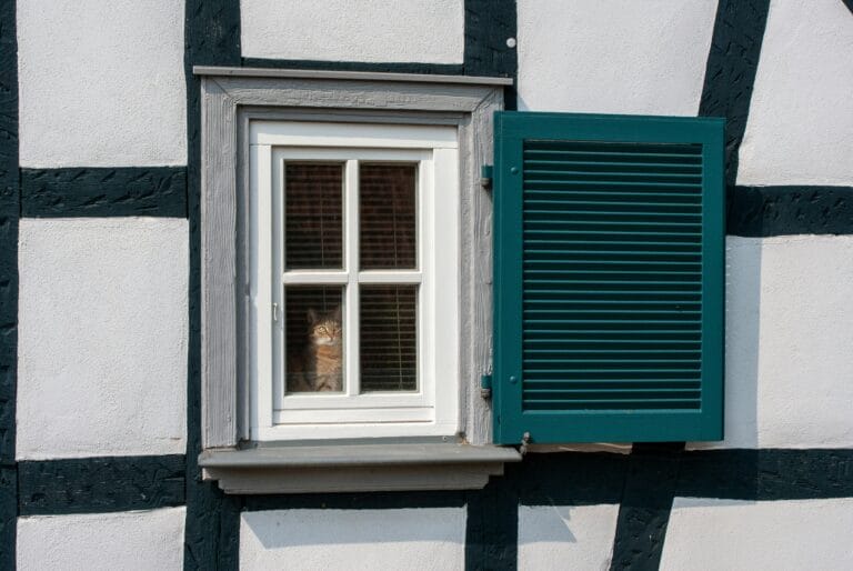 Cat watching birds intently through a window, the chattering behavior discussed in this vet guide