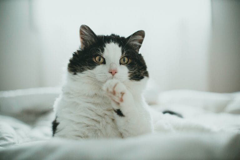Cat kneading with front paws on a soft blanket, the behavior discussed in this vet guide on why cats knead