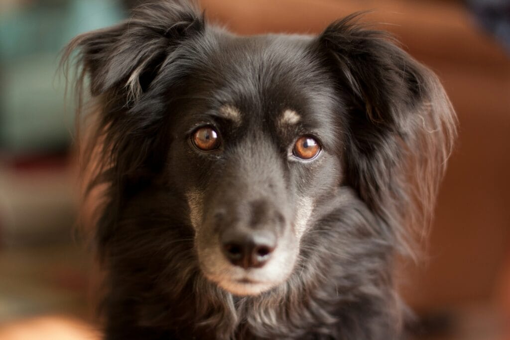 Dog with an alert, curious expression looking at the camera, the head-tilting behavior discussed in this vet guide