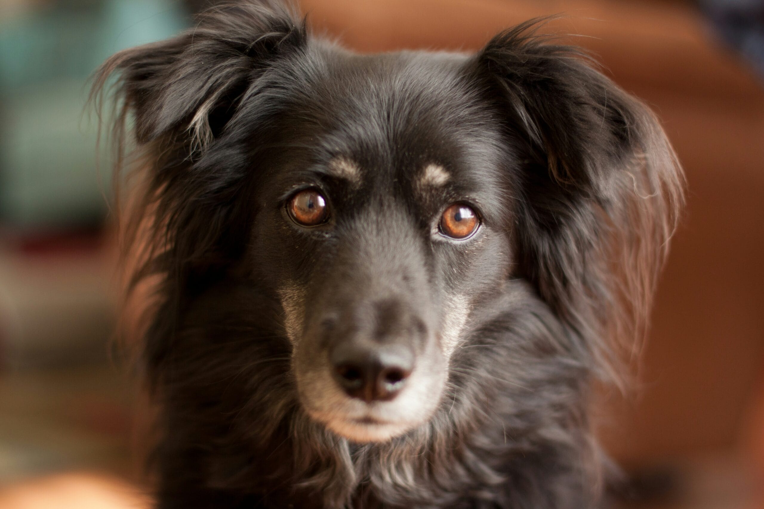 Dog with an alert, curious expression looking at the camera, the head-tilting behavior discussed in this vet guide