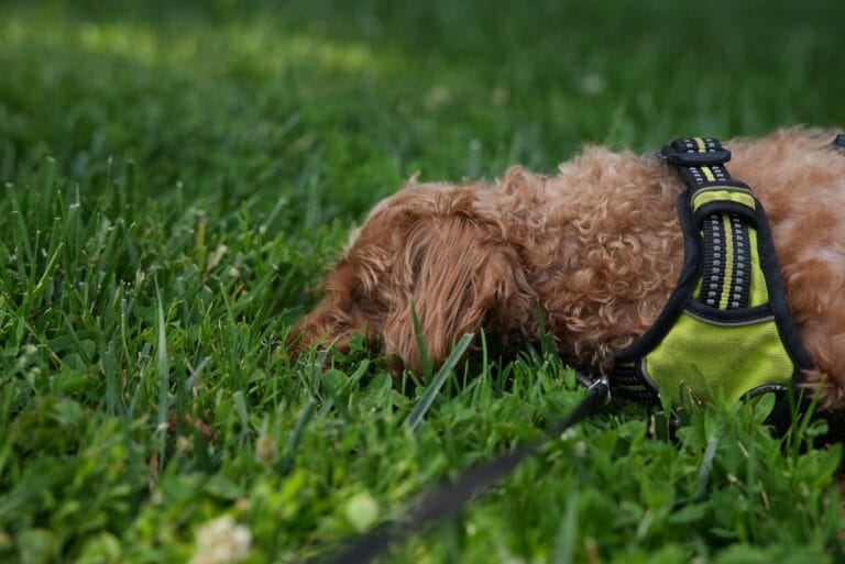 Dog sniffing and grazing on green grass in a backyard, a common canine behavior discussed in this vet guide on why dogs eat grass