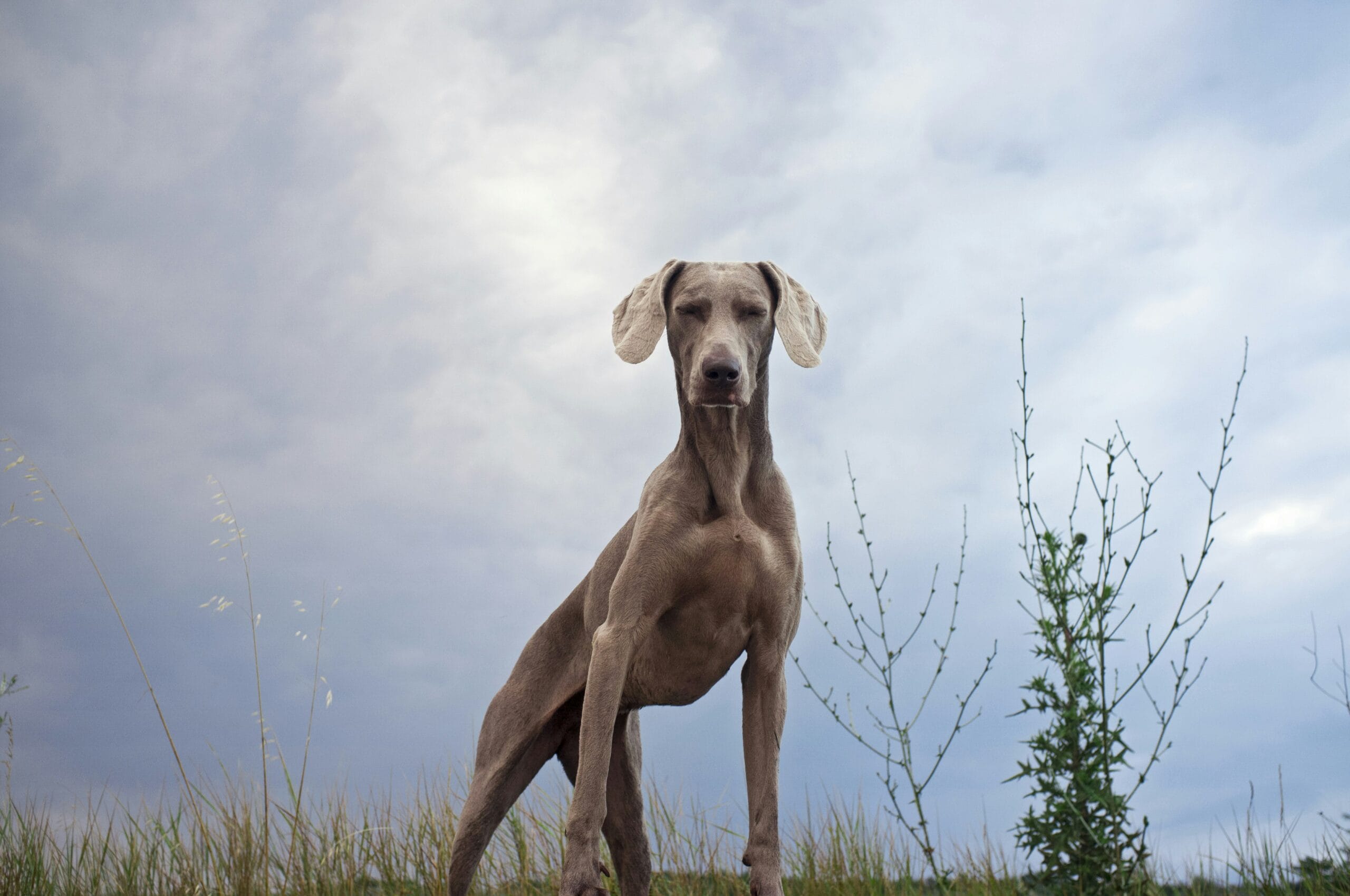 Great Dane dog standing outdoors, a breed commonly affected by Wobbler syndrome at a young age