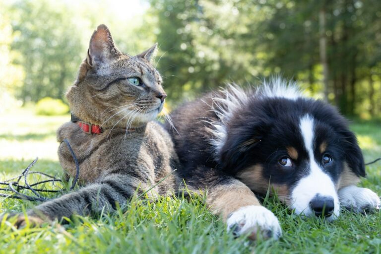 Dog and cat resting together outdoors, illustrating a guide to pet ages in human years